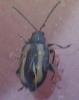 Phyllotreta sp.